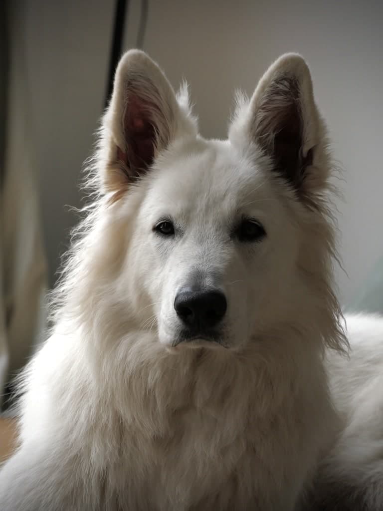 Illustration éducatrice canine entrain de travailler avec son berger blanc suisse