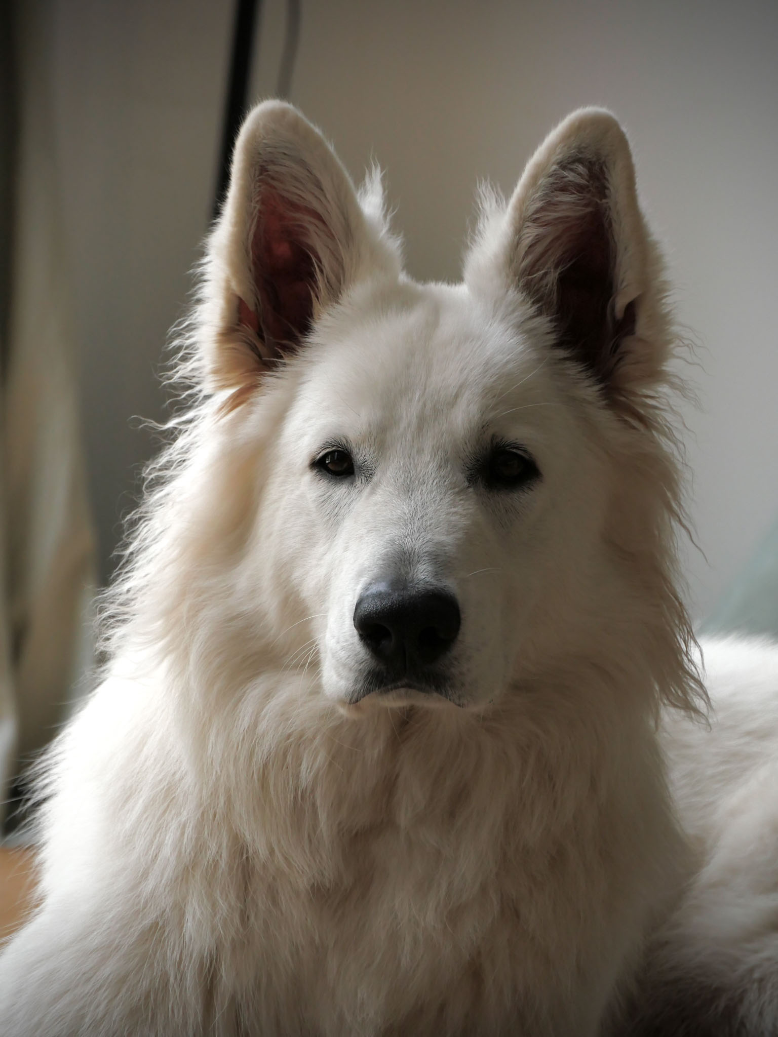 Berger Blanc suisse mâle